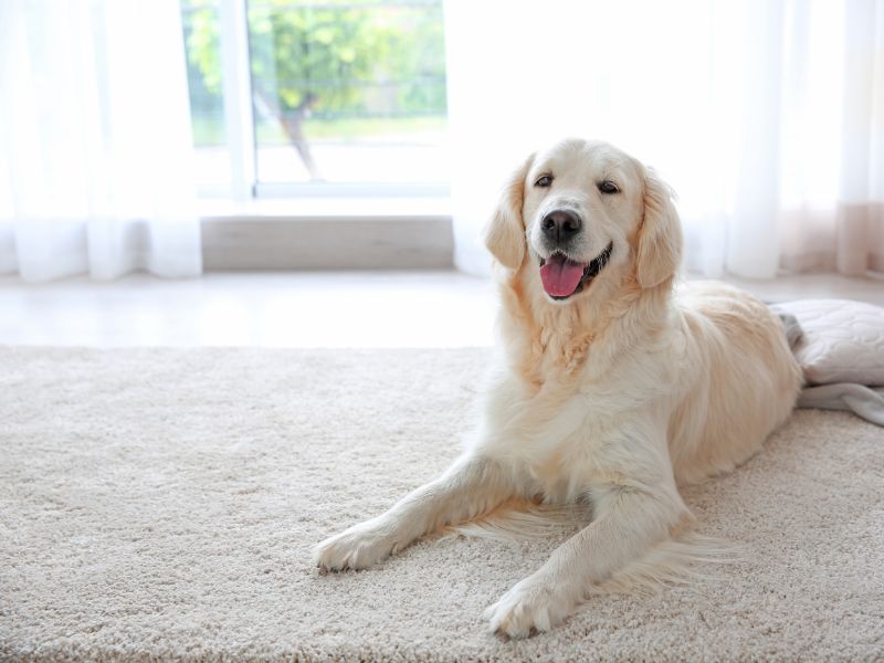 Best Plush Carpets by Shumate Floor Covering